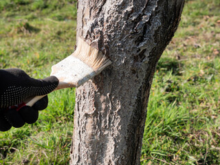 Whitening of a fruit tree with a mixture of lime. Gardening. Spring garden care.
