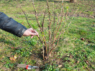 Dry branches are cut from the currant bush. Garden care. Gardening.