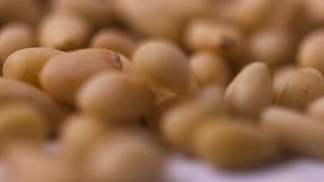 Close up of falling pine nuts