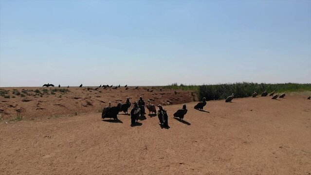 Kalmykia, Black Lands reserve. A group of eagles and vultures on the ground.