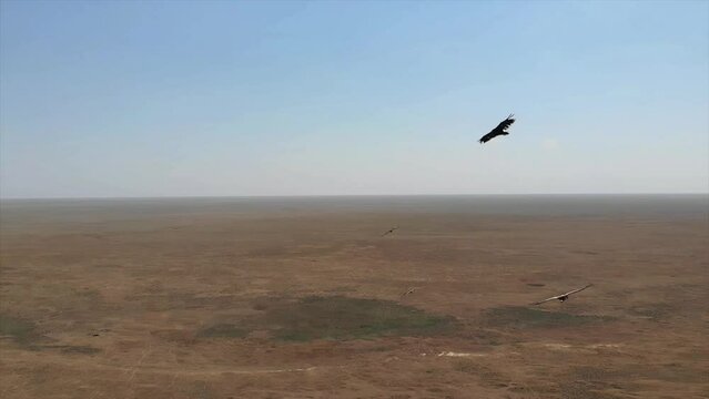 Kalmykia, Black Lands reserve. Eagles in the sky.