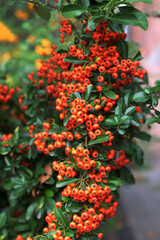 A bunch of red firethorn (Pyracantha coccinea) berries