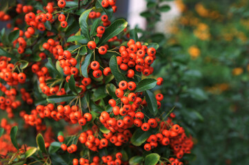 A bunch of red firethorn (Pyracantha coccinea) berries