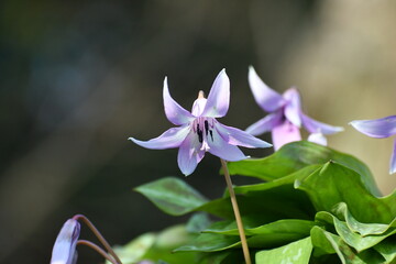 	春の陽光を浴びる紫色のカタクリの花