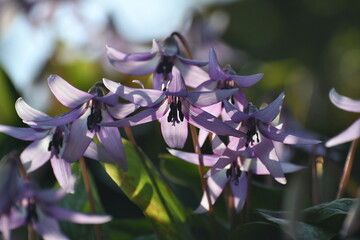 	春の陽光を浴びる紫色のカタクリの花