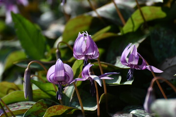 	春の陽光を浴びる紫色のカタクリの花