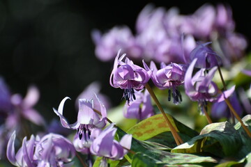 	春の陽光を浴びる紫色のカタクリの花