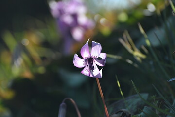 	春の陽光を浴びる紫色のカタクリの花