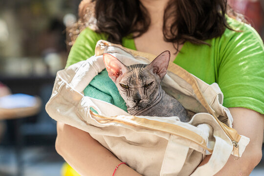 portrait of canadian sphynx hairless cat  carried by owner in hands sunny summer day outdoors