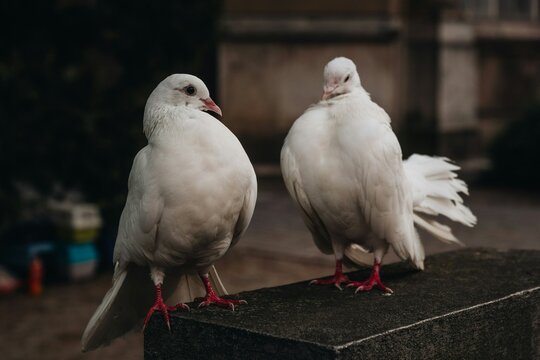 Fototapeta pigeons in the city
