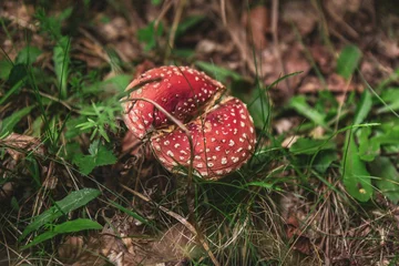 Foto auf Acrylglas fly agaric mushroom © Minh