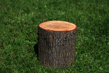 Naklejka premium Wooden cross section of a tree trunk on a background of green grass.