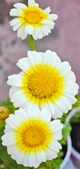 Beautiful flower closeup