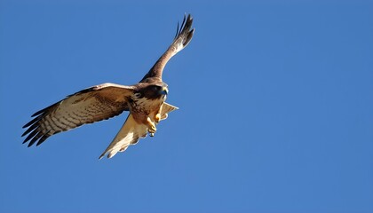 Fototapeta na wymiar A Majestic Hawk Soaring High In The Sky