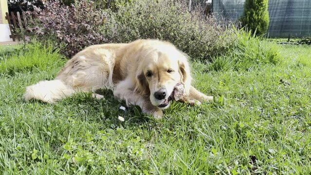 Cute golden retriever playing/eating pork ham bone in garden, looking happy (color image).
