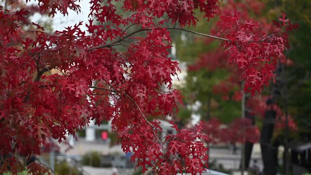 Beautiful branches of northern red oak with red leaves. Autumn natural background. Red leaves sway in the wind. Autumn in the city park. City of Dnipro, Ukraine.