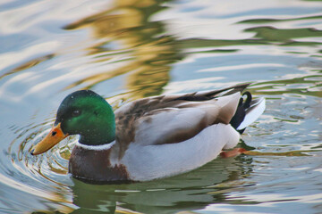 duck on the water