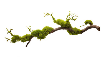 green moss isolated on white - obrazy, fototapety, plakaty