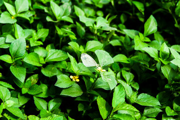 A wild plant in the yard