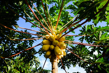 Ripe papaya fruit is yellow and attractive