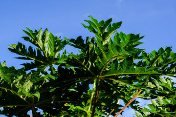 Leaf on ripe papaya fruit is yellow and attractive