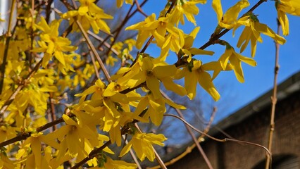 Yellow forsythia flowers on a tree in spring.