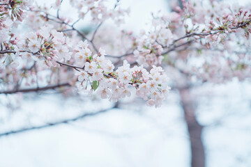 東京の公園に咲く美しい桜の花