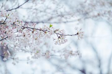 東京の公園に咲く美しい桜の花