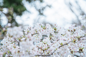 Obraz premium 東京の公園に咲く桜の花