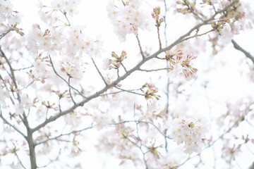 東京の公園に咲く桜の花