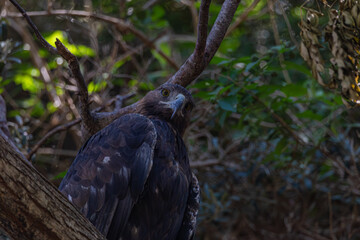 close up of a bird of prey	