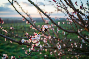 blossom in spring with bumble bee
