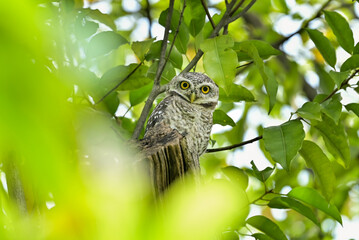The young spotted Owlet on branch in Benjakiti park in Bangkok Thailand.