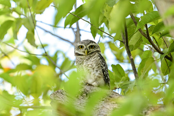 The young spotted Owlet on branch in Benjakiti park in Bangkok Thailand.