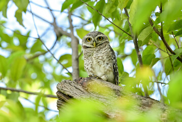 The young spotted Owlet on branch in Benjakiti park in Bangkok Thailand.