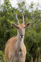 Young common eland Taurotragus oryx standing looking