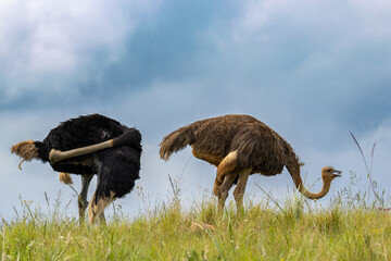 Two ostriches in an African grassland