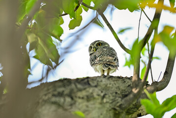 The young spotted Owlet on branch in Benjakiti park in Bangkok Thailand.