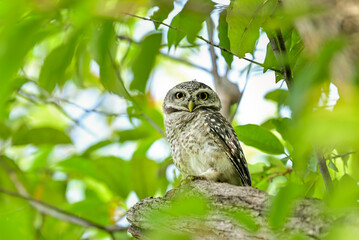 The young spotted Owlet on branch in Benjakiti park in Bangkok Thailand.