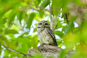 The young spotted Owlet on branch in Benjakiti park in Bangkok Thailand.