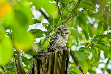 The young spotted Owlet on branch in Benjakiti park in Bangkok Thailand.