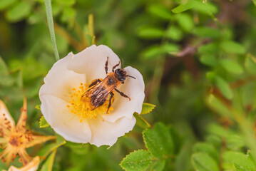 Honey bee collecting pollen from a white rosehip flower