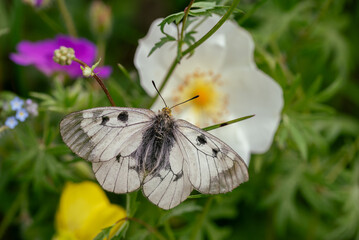 Clouded Apollo butterfly Parnassius mnemosyne in a flowery meadow. Butterfly head in yellow pollen