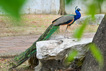 Male Indian peacock in thailand, that is raised in nature.