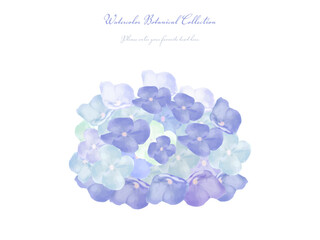 あじさいの花（青紫）