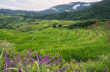 Foto op Canvas Stepped rice terrace at BAAN BONG PEANG, Maecham, Chiangmai, Thailand © Love You Stock
