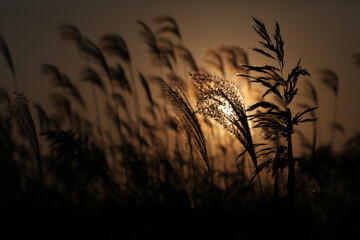 a field of sundown reeds - obrazy, fototapety, plakaty