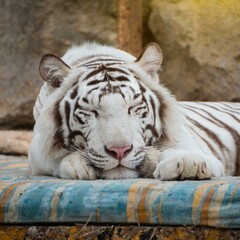 Naklejka premium After-Dinner Nap: The Serene Slumber of a White Tiger Resting Contentedly