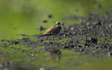 A little Ringed plover with reflection on water.