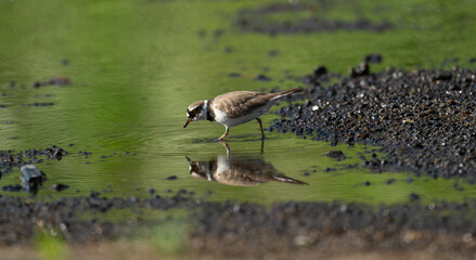 A little Ringed plover with reflection on water.